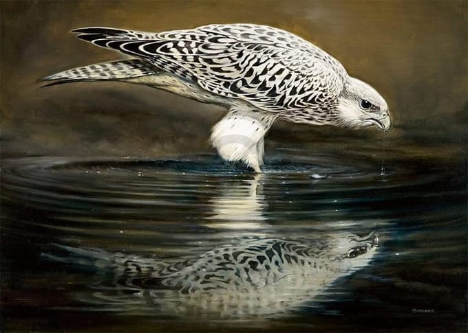 Kunstdruk Renato Casaro - Drinking Falcon 70x50cm