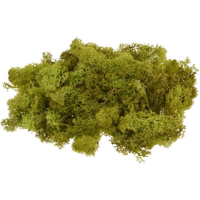 VBS Ijsland mos, 100 g - Meigroen