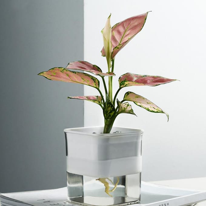 Waterabsorptie Plantenbak Binnen Zelfabsorberende Watergeefpot Bloemencontainer voor Kantoor Thuis wit