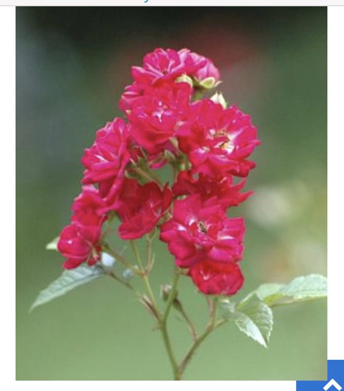 Rosa 'Rote The Fairy' - POLYANTHA ROOS 'ROTE FAIRY', STRUIKROOS in pot