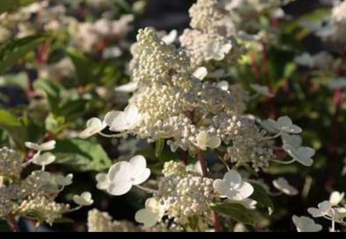 Hydrangea pan. 'Diamantino'® - Pluimhortensia 30- 40 cm in pot