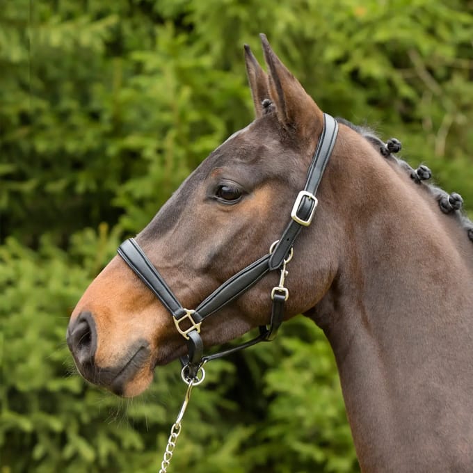 Leren halster voor paarden Kieffer Ultrasoft®