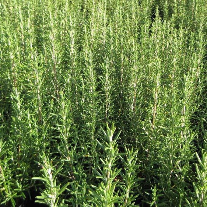 Rosmarinus Officinalis - Rozemarijn 25-30 cm pot
