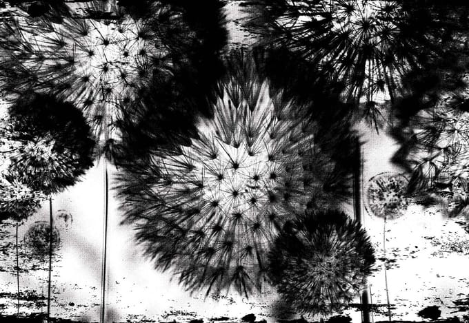 Fotobehang Dandelion Black White | XXL - 312cm x 219cm | 130g/m2 Vlies