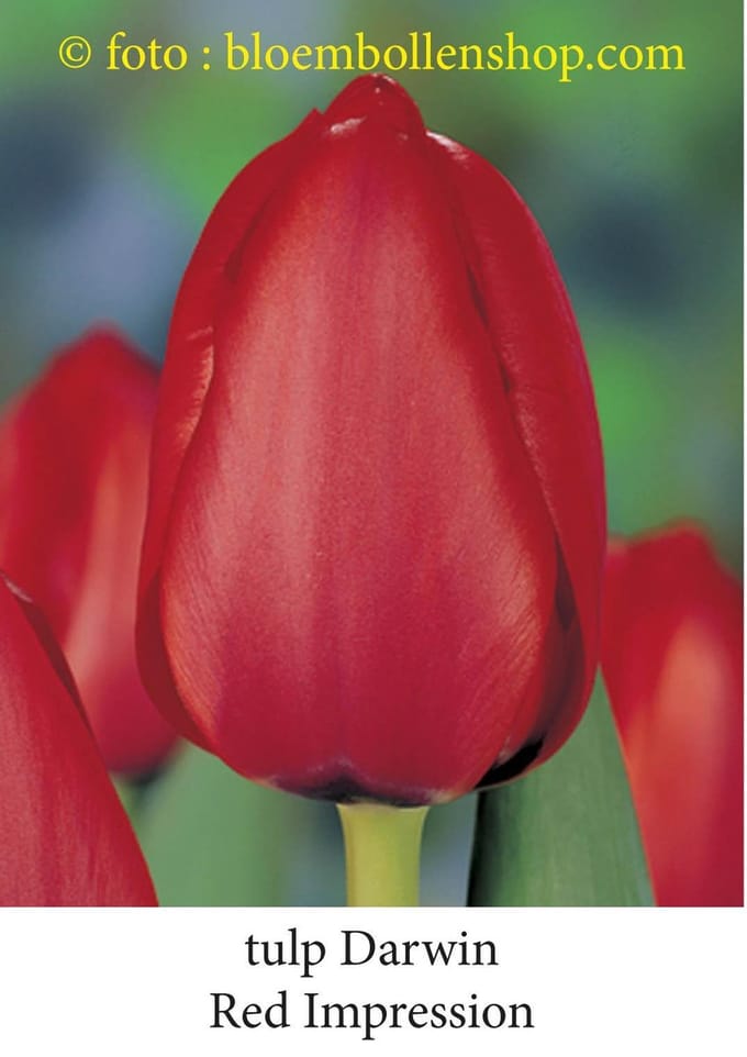 tulp Red Impression 25 bollen maat 14/+ tulpen - bloembollen- tulpenbollen