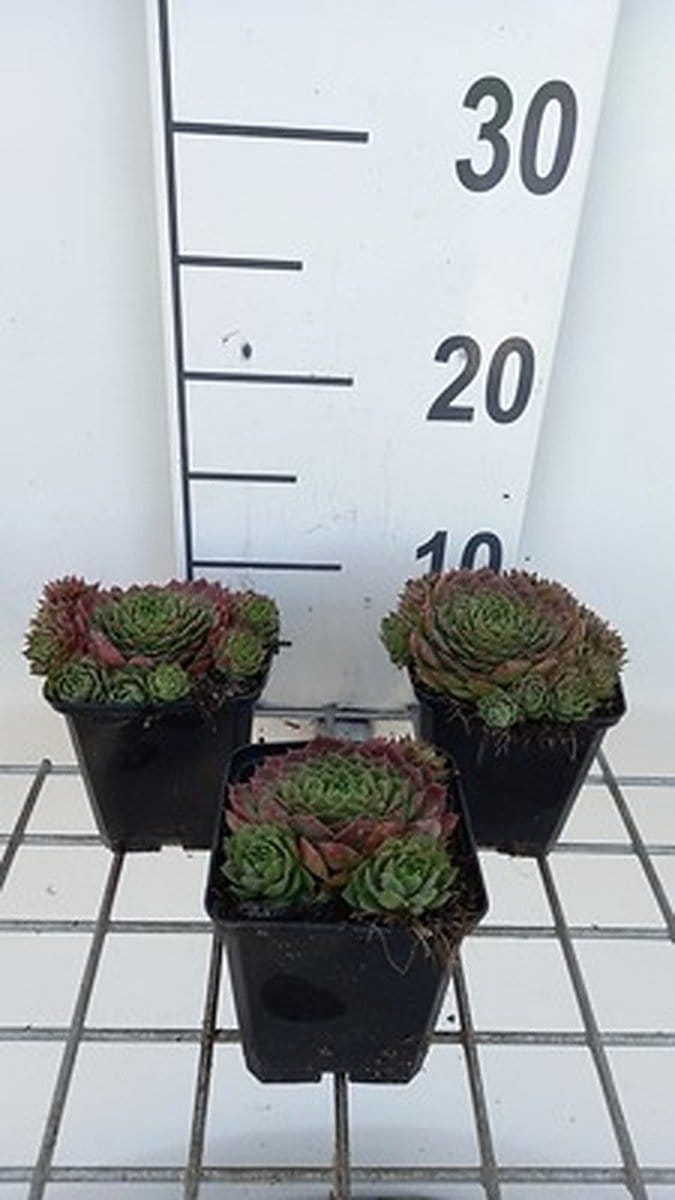 6x Huislook - Sempervivum hybr. 'Commander Hay' | 9x9 cm pot