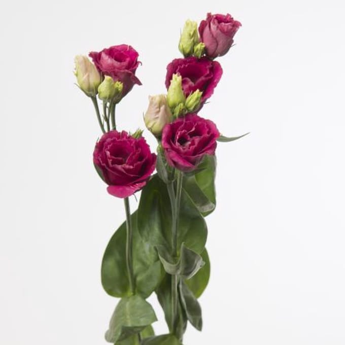 10x Eust.arosa red du 70cm