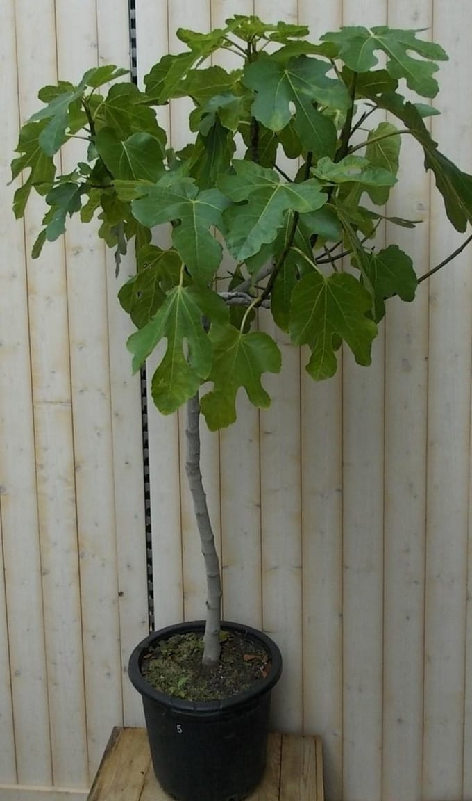 Vijg struik 150 cm Warentuin