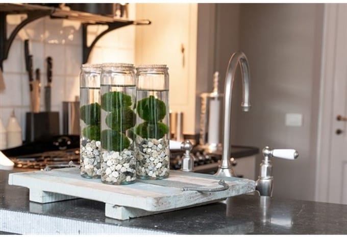 Moerings Chladophlora Aegagropphila 2 Stuks In Glas