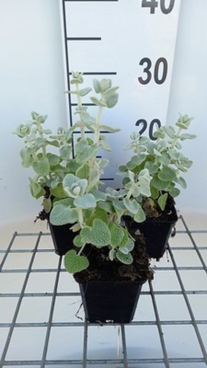 6x Valse vuurwerkplant - Ballota pseudodictamnus | 9x9 cm pot