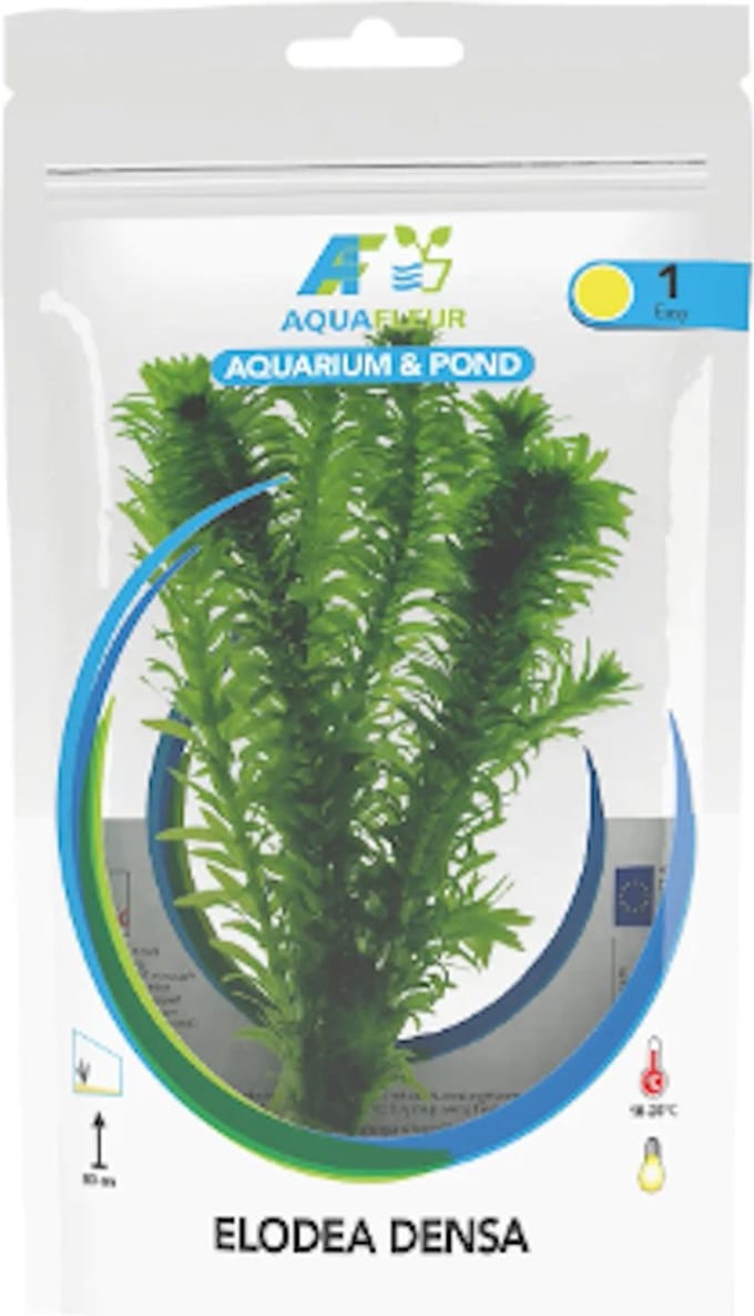 Aquafleur Elodea Densa | Waterpest | in Zak