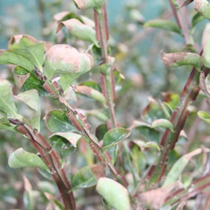 Euonymus Alatus - Kardinaalsmuts 40-60 cm pot