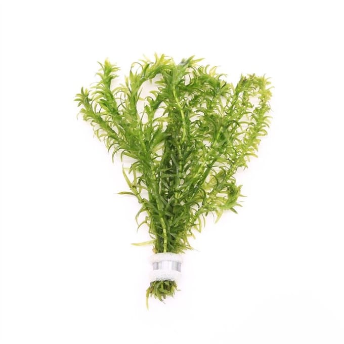Moerings Elodea densa | Waterpest | In Bosje