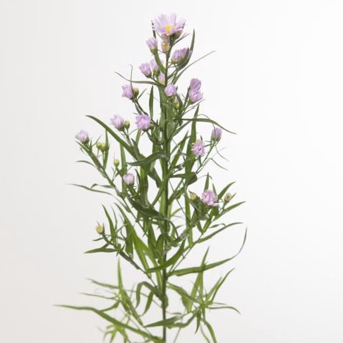 25x Aster claudia 80cm