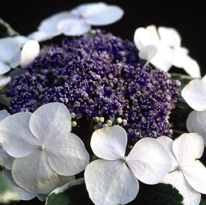 Boerenhortensia - Hydrangea macrophylla 'Light-O-Day' FE® 25-30 cm