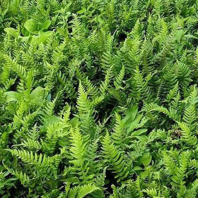 6 x Polypodium Vulgare - Eikvaren Pot 9x9cm - Wintergroene Varen