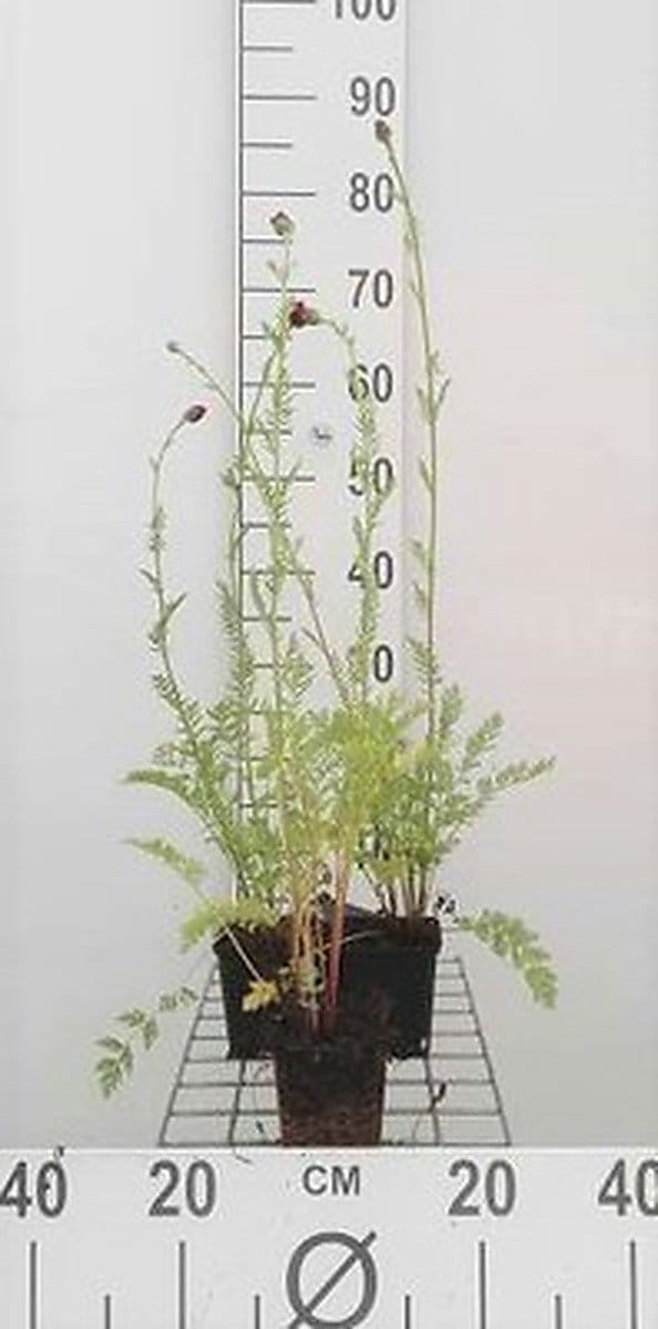 6x Margriet - Tanacetum (c) 'Robinson's Red' | 9x9 cm pot