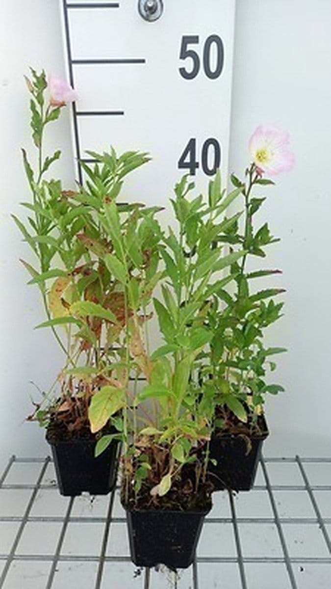 6x Teunisbloem - Oenothera speciosa | 9x9 cm pot