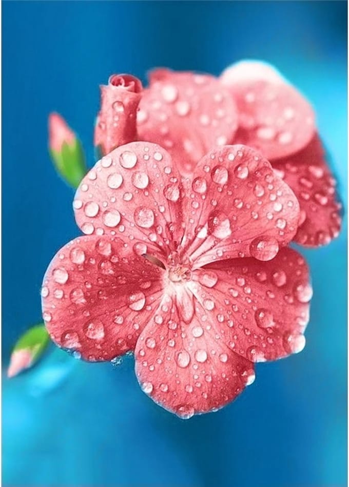 Diamond Painting Dew Drops - Wizardi