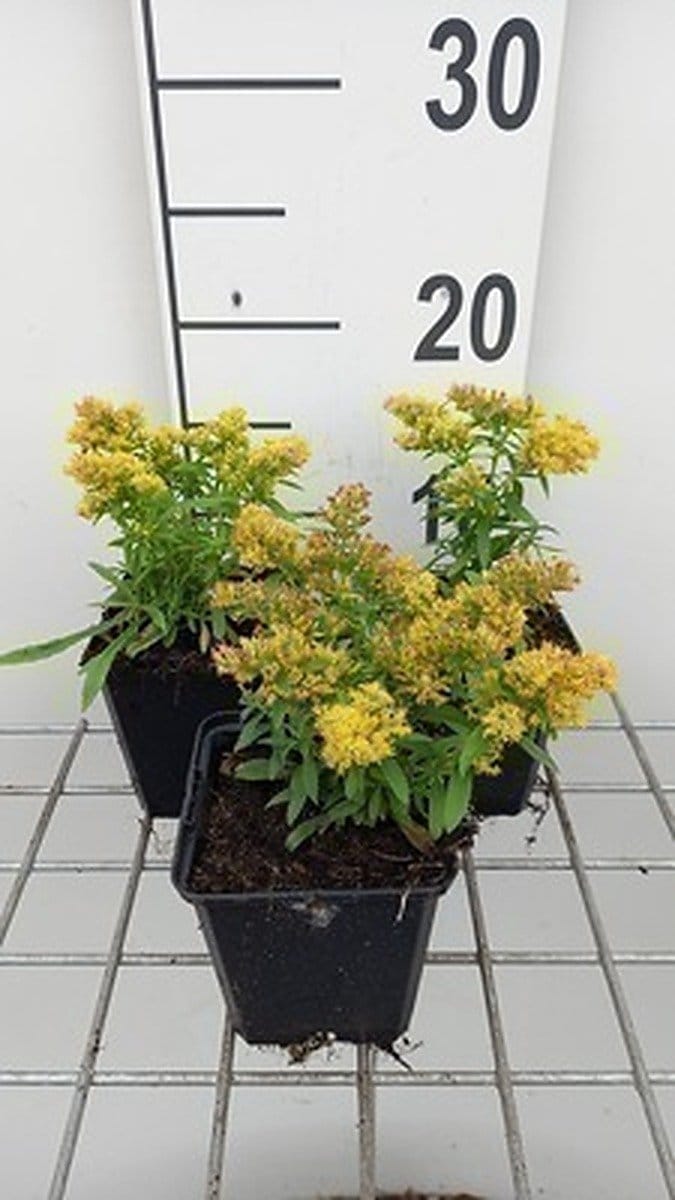 6x Guldenroede - Solidago 'Laurin' | 9x9 cm pot