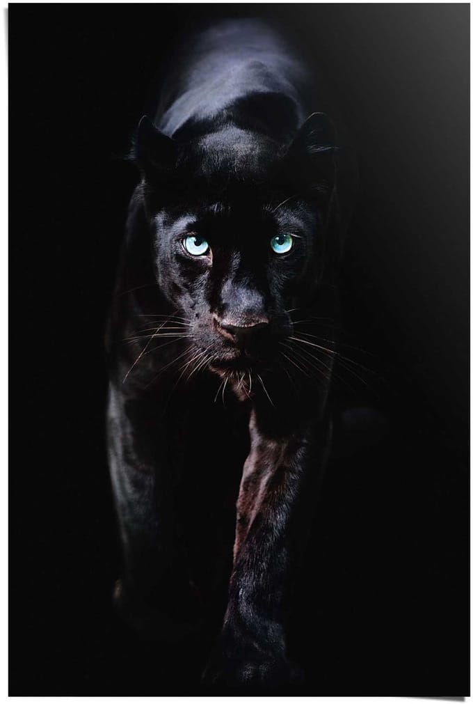 Poster Black Panther - 91,5 x 61 - Papier - REINDERS