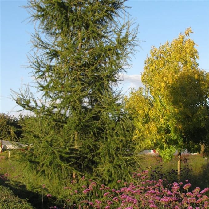 Arbustes de haie - Un ensemble 1 - Larix kaempferi - (5L) 100-125 cm