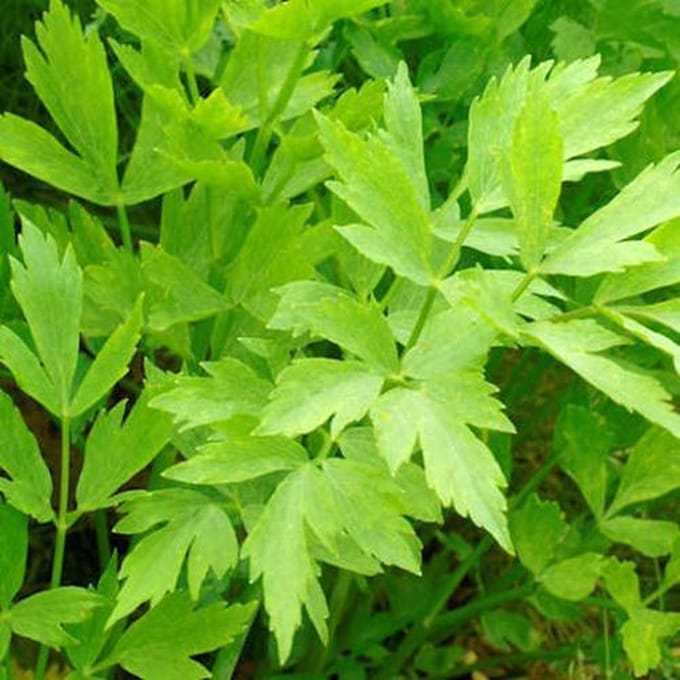Kruiden zaden - Maggiplant