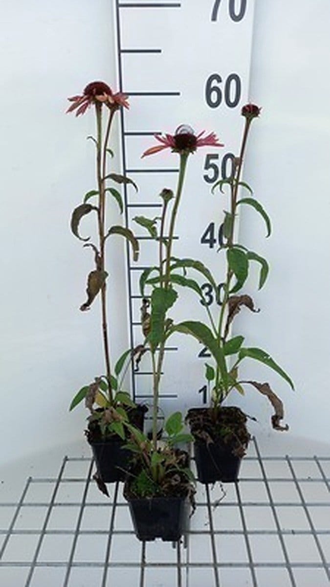 6x Zonnehoed - Echinacea purp. Sundown' | 9x9 cm pot