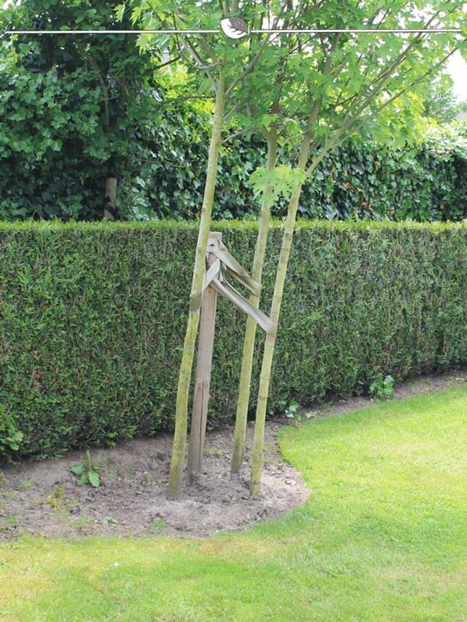 Levensboom Thuja plicata Martin 60-80 cm, 30x Haagplant