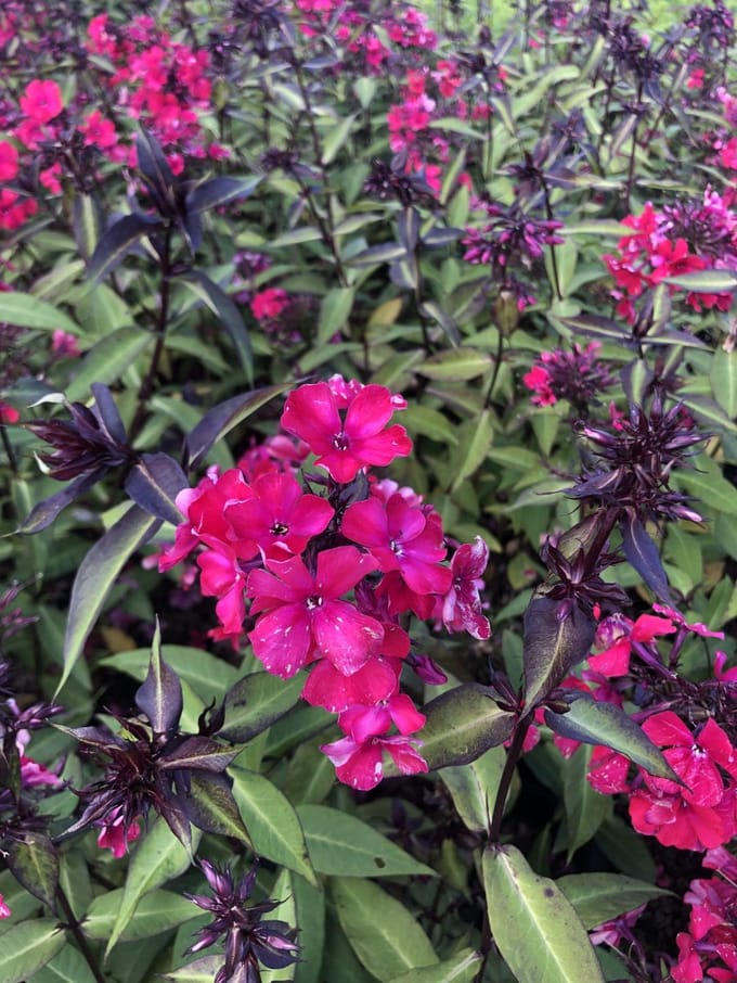 6x Vlambloem - Phlox paniculata 'Starfire' | 9x9 cm pot