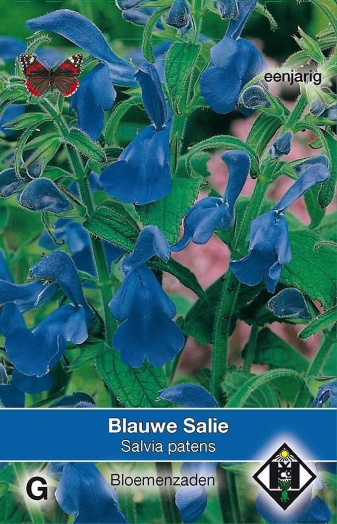 2 stuks Van Hemert & Co Salvia patens
