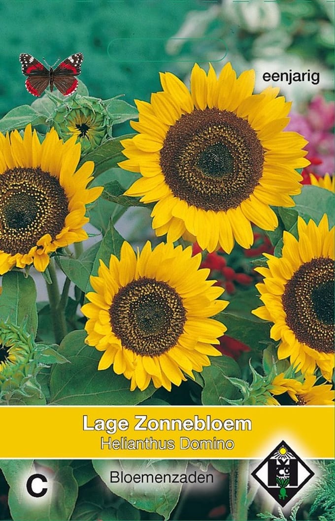 2 stuks Van Hemert & Co Helianthus a. Domino