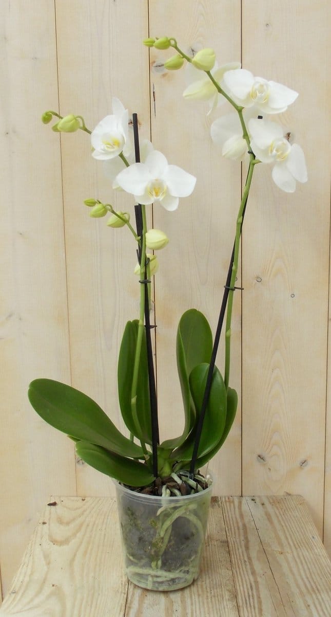 Warentuin natuurlijk - Vlinderorchidee Twee Takken wit 60 cm