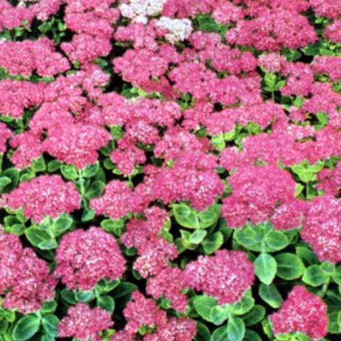 6 x Sedum Spectabile 'Brillant' - Vetkruid pot 9x9cm