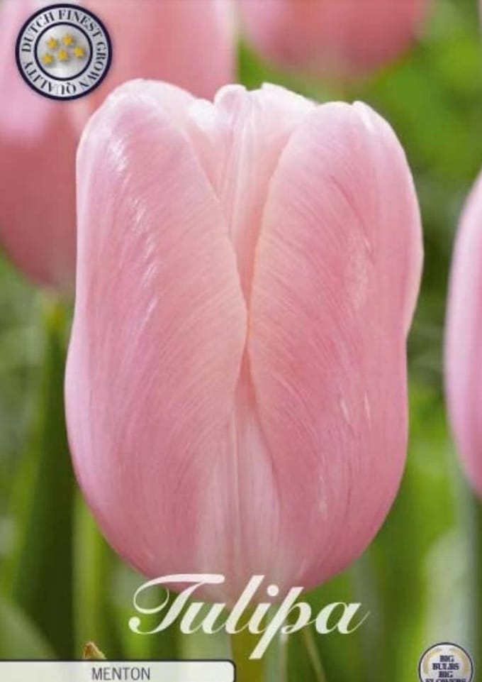 Menton Single late Tulpenbollen 10 Stuks Bolmaat 12+