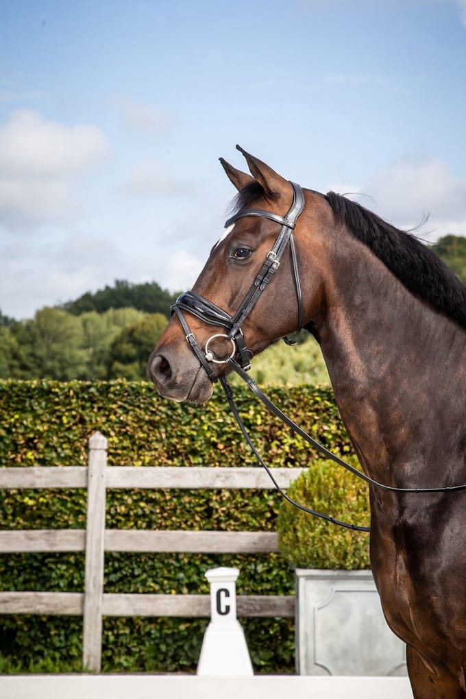 Hoofdstel met brede lakleer Crank neusriem en sperriem Zwart Cob