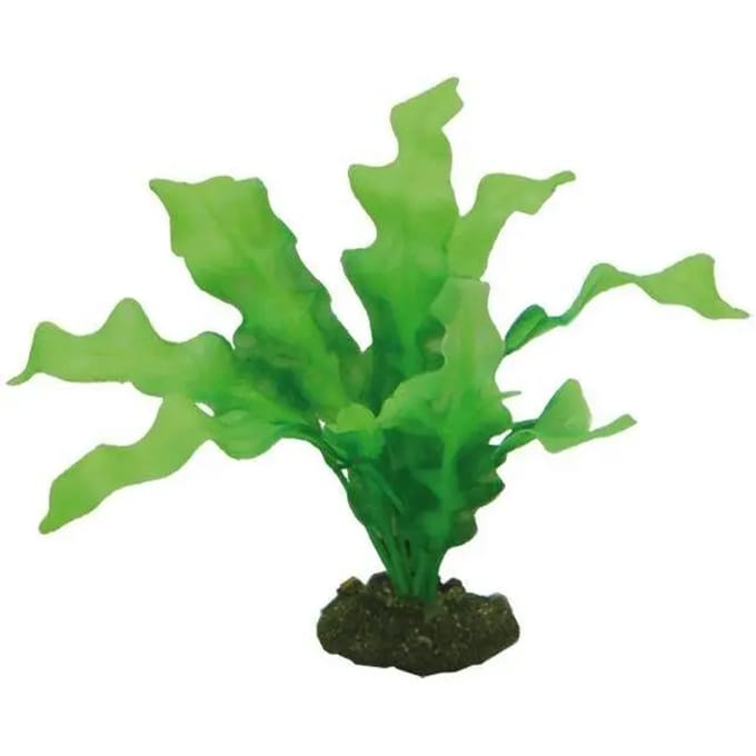 Aquarium accessoires Hobby Echinodrus