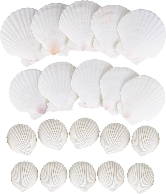 Zandbak Schelp - Seashells Set - Wit - 20 Stuks - Natuurlijke Schoonheid - Perfect voor DIY - Voor Creatieve Projecten