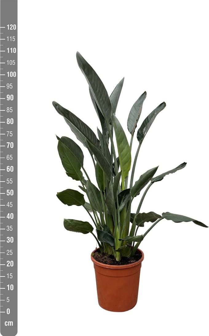 Strelitzia Reginae - 80cm