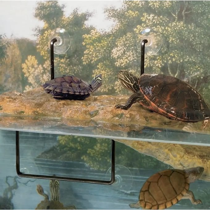 Zuignap voor schildpaddeneiland Zoomed TDS
