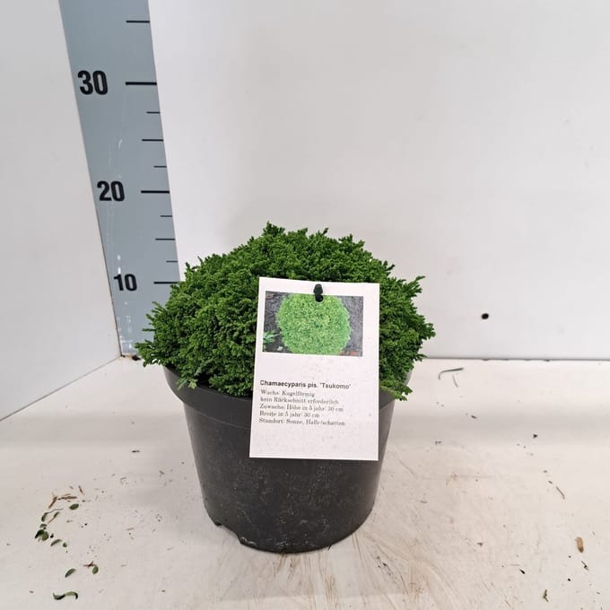Chamaecyparis p. ‘Tsukumo’ - Schijncipres | 20-25 cm pot
