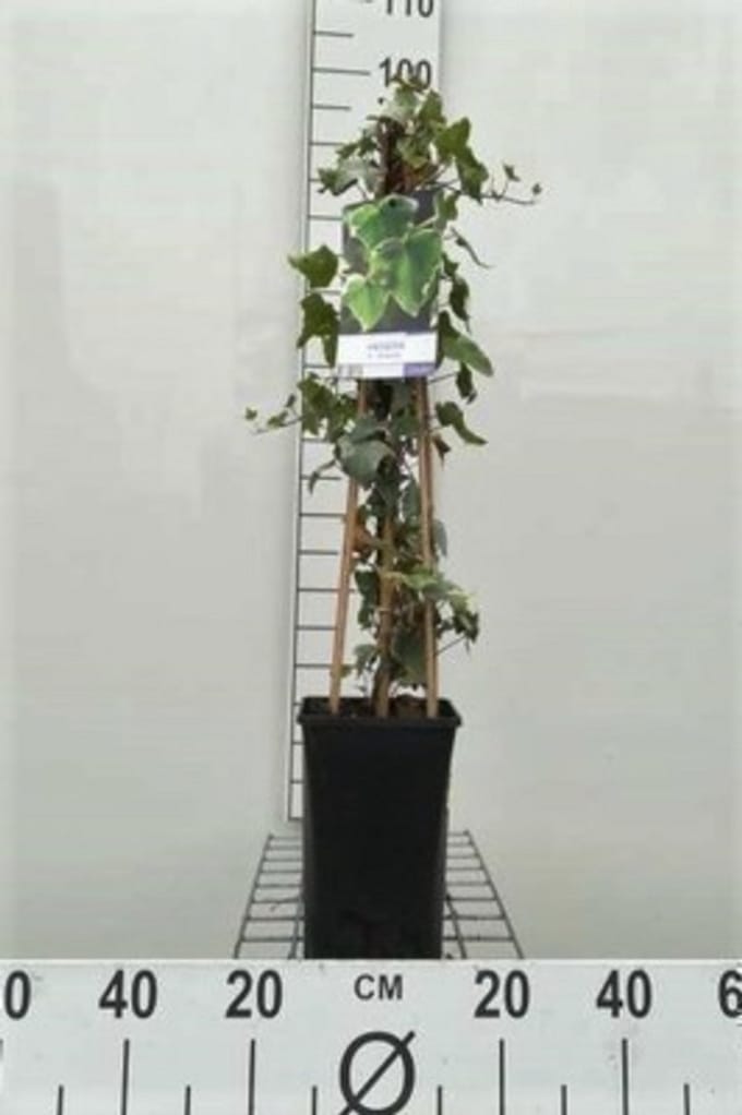 Hedera helix 'Glacier' - Bontbladige Klimop60-80 cm | pot