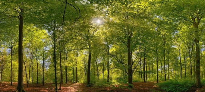 Fotobehang Beukenbos in het voorjaar 450 x 260 cm - € 295,--