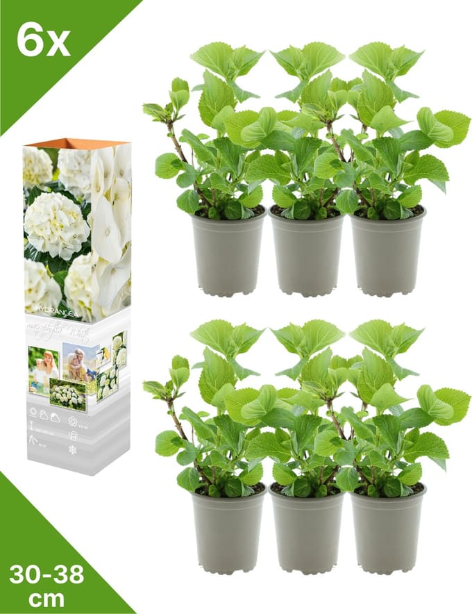 GARDENZO - 6x Hydrangea macrophylla 'Wit' (Hortensia) - in P9 Pot
