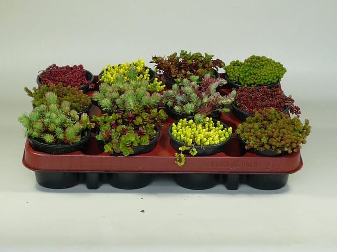 Sedum (Rotsplanten) mix 36 stuks (9 cm)