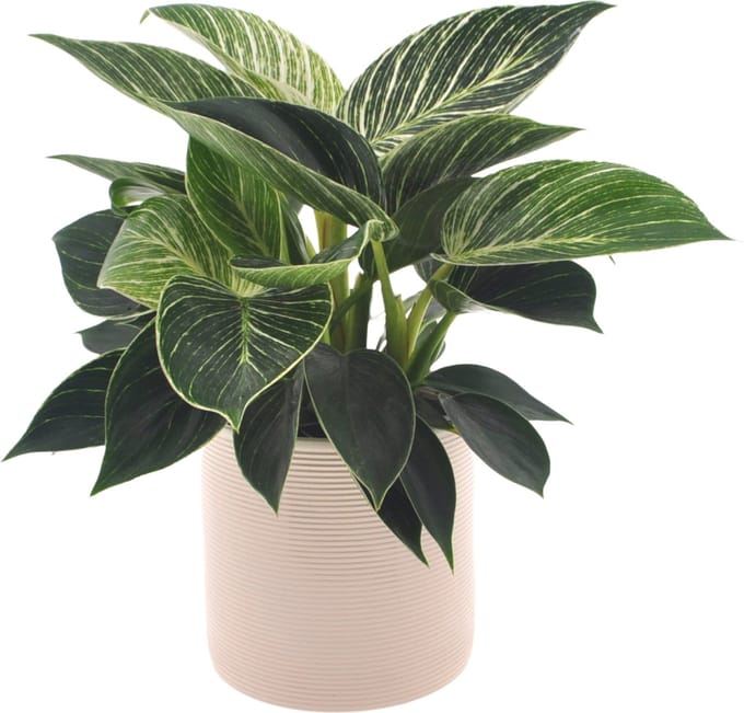 Philodendron White Wave | 30cm | met gebroken witte keramieken pot