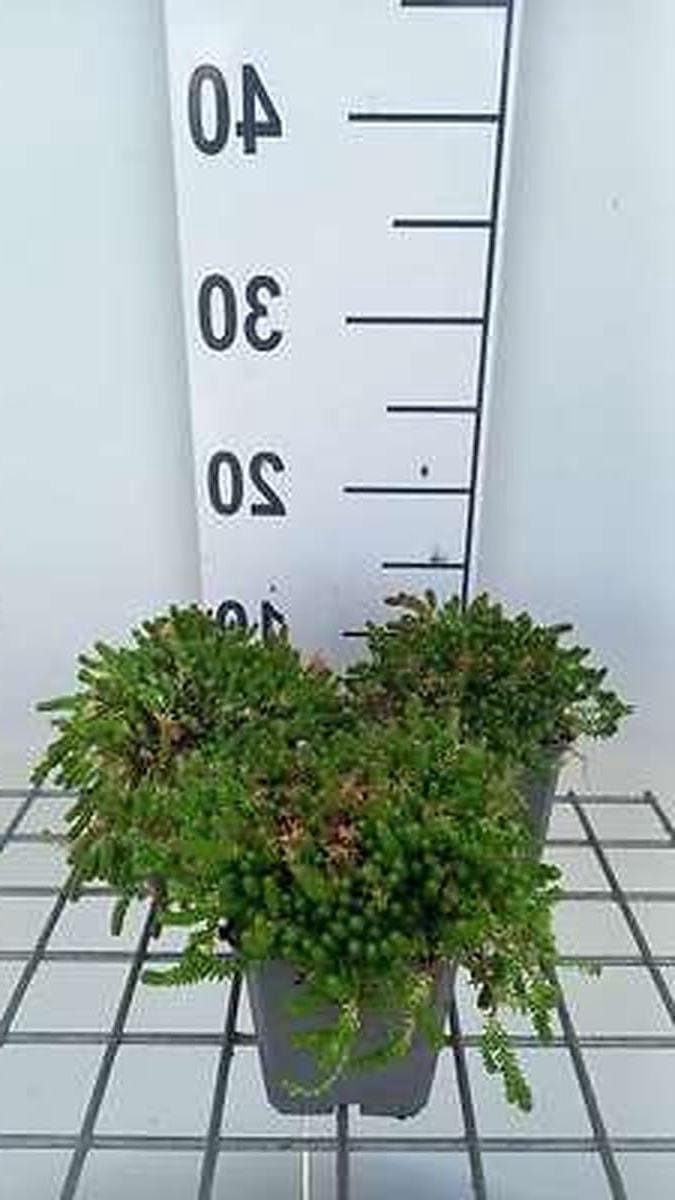 Vetplantjes - Bodembedekker - Rotstuin Vullen - Goudgele Bladeren - 6 Stuks - Groen