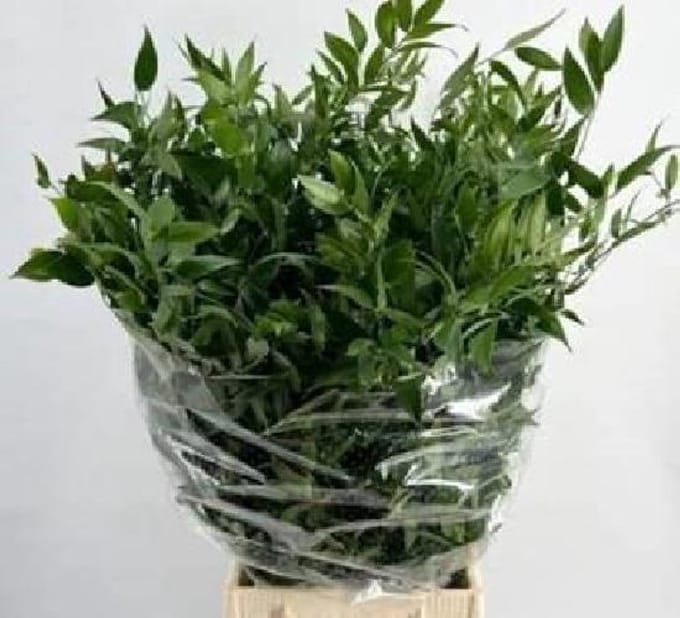 1x Sg ruscus it 80cm