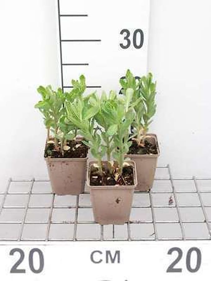 6x Sedum - Sedum tel. 'Munstead Purple' | 9x9 cm pot