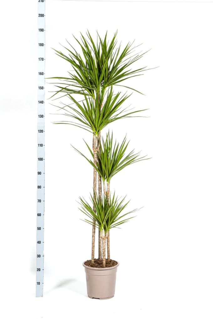 Dracaena Marginata Green Ø27cm - 170